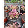 Dąbrówka rozłogowa różowo-purpurowa - Ajuga reptans