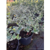 Trzmielina Emerald Gaiety-Euonymus fortunei
