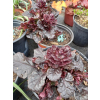 Dąbrówka rozłogowa bordowa-Ajuga reptans
