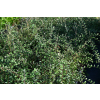 Irga Simonsa - Cotoneaster simonsii