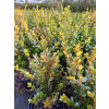 Bukszpan drobnolistny Faulkner-Buxus microphylla