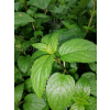 Mięta żabia-Mentha aquatica