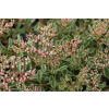 Rozchodnik Tricolor - Sedum spurium