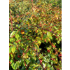 Irga Dammera Cardinal-Cotoneaster dammeri