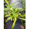 Dzielżan jesienny-Helenium autumnale