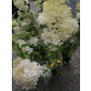 Hortensja bukietowa Mega Pearl-Hydrangea paniculata