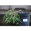 Choina kanadyjska Cole's Prostrate -Tsuga canadensis 0009