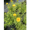 Oman wąskolistny-Inula ensifolia Compacta