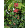 Ognik Orange Glow-Pyracantha