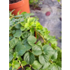 Tojeść rozesłana-Lysimachia nummularia