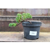 Jałowiec rozesłany Nana - Juniperus procumbens 0018