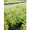 Dereń powabny Lady Jane-Cornus amomum