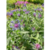 Chaber górski-Centaurea montana