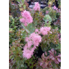 Perukowiec podolski Smokey Joe-Cotinus coggygria
