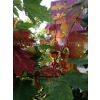 Klon czerwony - Acer rubrum