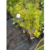 Kalina koralowa Park Harvest-Viburnum opulus