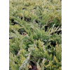 Jałowiec sabiński Tamariscifolia -  Juniperus sabina