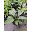 Funkia Halcyon-Hosta
