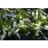 Tawuła szara Grefsheim - Spiraea cinerea