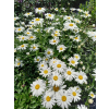 Złocień wielki Silver Princess-Leucanthemum maximum