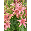 Lilia azjatycka Pink Pixie-Lilium asiatic