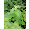 Mięta ogrodowa-Mentha