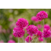 Zawciąg nadmorski Nifty Thrifty - Armeria maritima