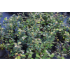 Fotergilla mieszańcowa Sea Spray - Fothergilla x intermedia