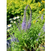 Przetacznik siwy - Veronica spicata