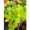 Cieszynianka wiosenna - Hacquetia epipactis