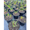 Szczypior czosnkowy - Allium tuberosum