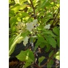 Hortensja bukietowa Summer Snow-Hydrangea paniculata