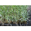 Wydmuchrzyca Magellana - Elymus magellanicuss
