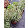 Macierzanka cytrynowa-Thymus x citriodorus Silver King