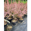 Berberys Thunberga Rosetta-Berberis thunbergii
