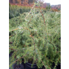 Jałowiec pospolity Oblonga Pendula-Juniperus communis
