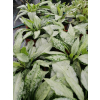 Miodunka Silver Bouquet - Pulmonaria