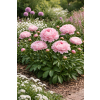 Piwonia chińska The Fawn - Paeonia lactiflora