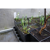 Śnieżyczka - Galanthus nivalis