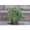 Choina kanadyjska Cole's Prostrate -Tsuga canadensis 0004