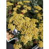 Krwawnik pospolity Milly Rock Yellow Terracotta - Achillea millefolium