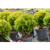 Żywotnik zachodni Mirjam - Thuja occidentalis
