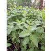 Mięta ogrodowa-Mentha