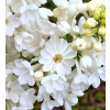 Lilak pospolity Rochester - Syringa vulgaris