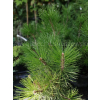 Sosna bośniacka-Pinus heldreichii