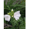 Ślaz piżmowy - Malva moschata