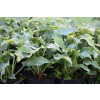 Funkia Diamond Lake - Hosta sieboldiana
