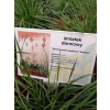 Śmiałek darniowy Goldtau - Deschampsia cespitosa
