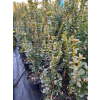 Bukszpan zawszezielony Rotundifolia-Buxus sempervirens