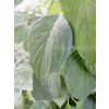 Dereń rozłogowy Flaviramea-Cornus sericea